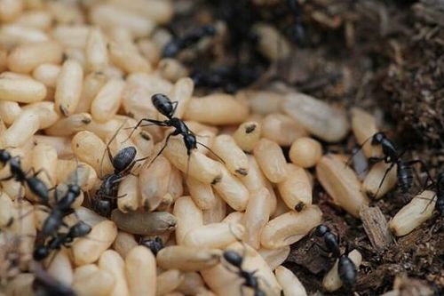 Sốc phản vệ do ăn trứng kiến: Những điều cần biết để bảo vệ sức khỏe