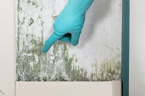 Tổng hợp các triệu chứng phơi nhiễm nấm mốc phổ biến