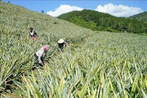 Huyện Mường Chà (Điện Biên): Tích cực triển khai Đề án tái cơ cấu ngành nông nghiệp