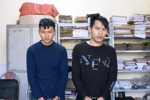 Bắt tạm giam 2 đối tượng chặt hạ gỗ pơ mu trái phép ở Sa Pa