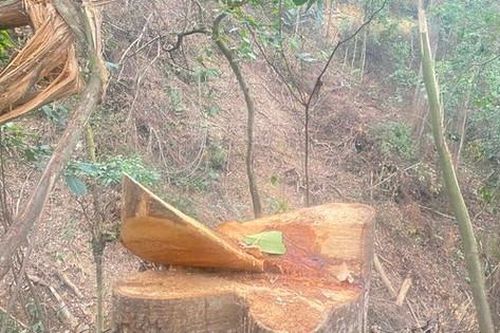 Bắc Kạn: Rừng tự nhiên 'chảy máu', hàng chục cây gỗ bị đốn hạ