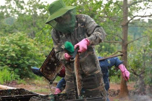 Mùa con ong đi lấy mật