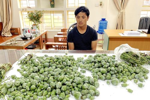Bắt giữ đối tượng tàng trữ cây thuốc phiện tươi ở Sa Pa