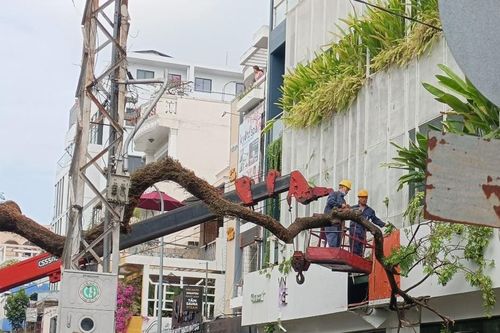 Trường học tại TPHCM thực hiện tổng rà soát cây xanh trong khuôn viên trường học