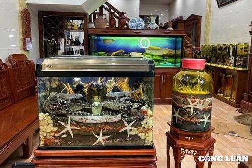 Nhiều hiểm họa từ các loại rượu thuốc tự ngâm