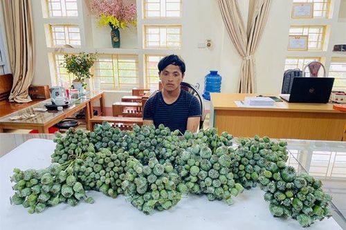 Bắt giữ đối tượng tàng trữ 8,1kg quả và cây thuốc phiện