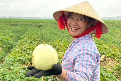 Nông dân Tân Kỳ phấn khởi vì dưa lê đầu vụ được mùa, được giá