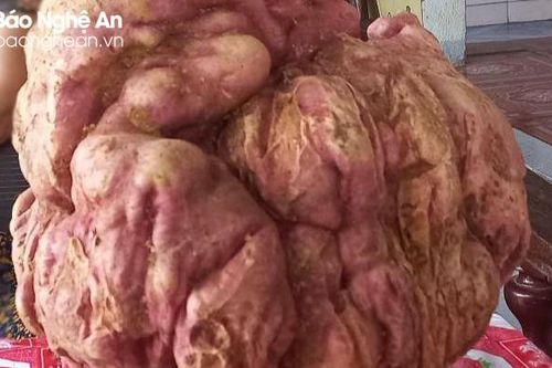 Củ khoai lang 'khủng' nặng 9 kg của người dân 'huyện lúa' ở Nghệ An