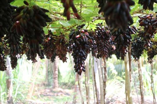 Ninh Thuận sẵn sàng cho lễ hội Nho - Vang năm 2023