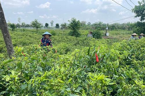 Bệnh khảm tấn công cây ớt