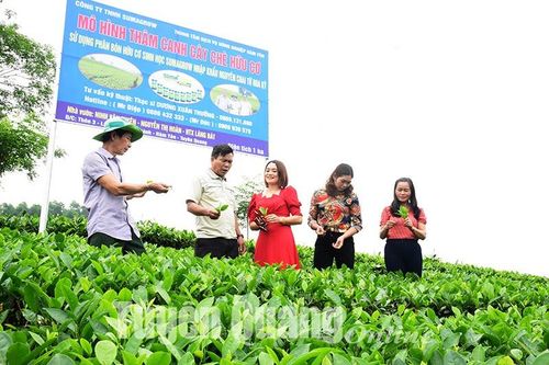 Ngát hương chè Làng Bát