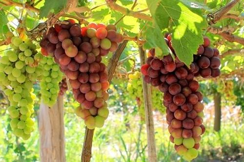 Hấp dẫn Lễ hội nho và vang Ninh Thuận 2023