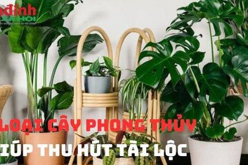 4 Loại cây phong thủy giúp thu hút tài lộc