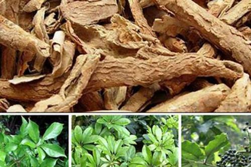 6 món ăn bài thuốc với ngũ gia bì