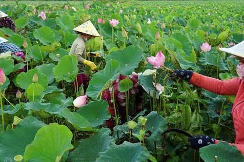 Đồng Tháp không chỉ có sen...