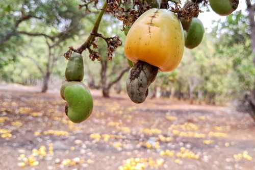 'Thủ phủ' trồng điều mất mùa, rớt giá