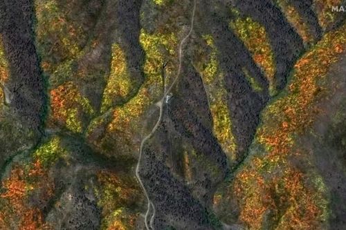 Hoa dại nở ở California ấn tượng tới mức có thể nhìn thấy từ vũ trụ