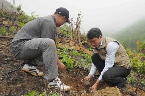 Đà Nẵng trồng 20.000 cây gỗ lớn phủ xanh rừng