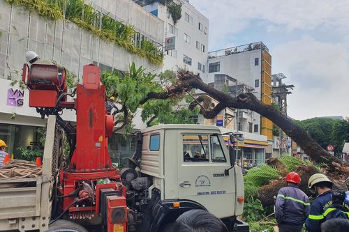 TPHCM tổng rà soát cây xanh trong khuôn viên trường học