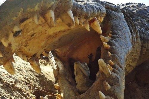 Chồng bị cá sấu ngoạm chân kéo xuống sông, vợ đánh vào một điểm cứu nguy trong tích tắc