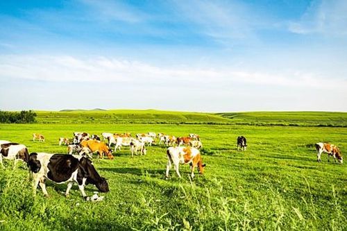 Chăn nuôi gia súc tại TP.HCM suy giảm