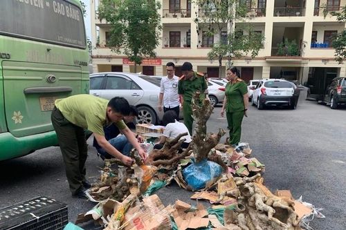 Bắt quả tang hai vụ vận chuyển lợn chết và động vật hoang dã