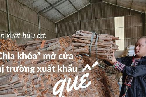 Sản xuất hữu cơ: 'Chìa khóa' mở cửa thị trường xuất khẩu quế