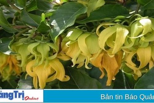 Luyến lưu hương hoa dẻ