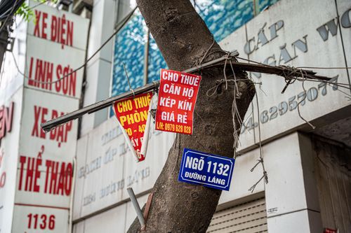 Đinh nhọn, dây đèn, biển quảng cáo 'bức tử' cây xanh Hà Nội