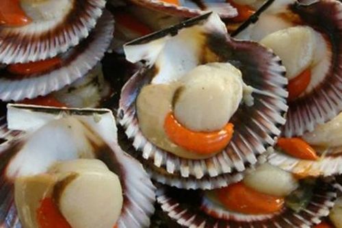 Sò điệp có tốt cho phụ nữ mang thai?