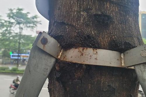 Hà Nội: Loạt cây xanh 'đeo gông' nhiều năm 'kêu cứu'