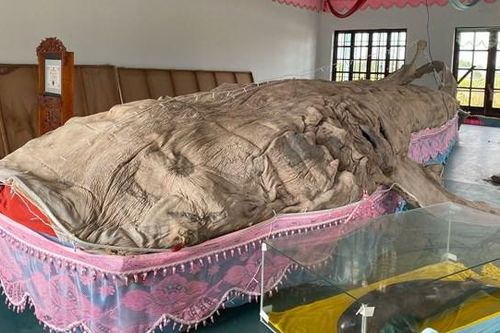 Độc đáo bộ da cá nhám lớn nhất Việt Nam