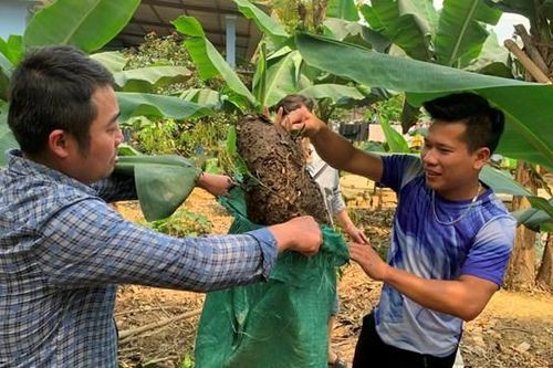 Lên Minh Hóa 'săn'... kiến