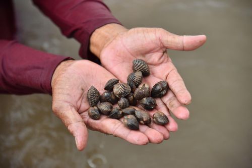 Nghề nuôi 'vàng' trong bùn