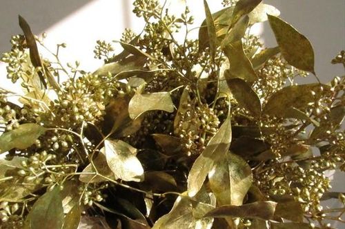 Kinh ngạc loại cây trồng đầy ở Việt Nam có thể... trổ ra vàng