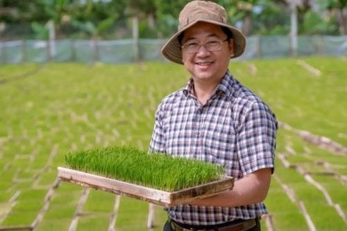 Lúa hữu cơ Quảng Trị lần đầu 'đặt chân' đến châu Âu