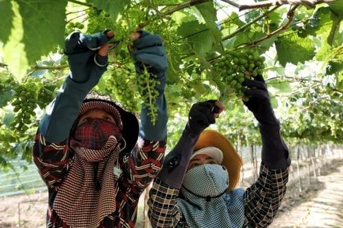 Ninh Thuận công bố chương trình Lễ hội nho và vang năm 2023