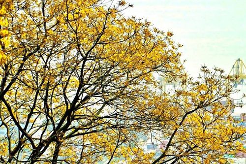 Bán đảo Sơn Trà ngập sắc vàng hoa lim xẹt, du khách không muốn rời bước