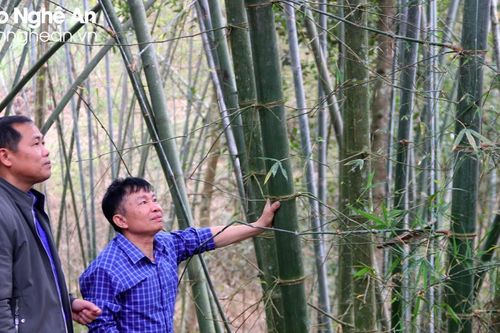 Người uy tín ở Tam Bông làm kinh tế giỏi nhờ 'bám rừng'