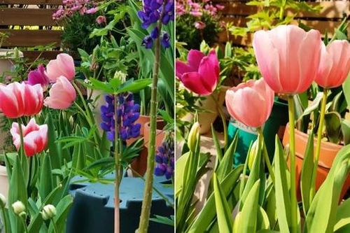 Người phụ nữ tự tay cải tạo khu vườn 40m2 khiến ai nhìn cũng mê