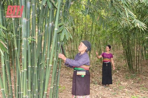 Phát triển vùng nguyên liệu phục vụ chế biến lâm sản