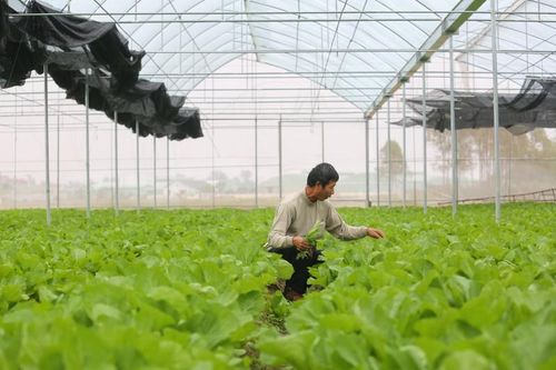 Phát triển hiệu quả các sản phẩm OCOP