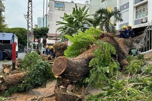 Thành phố Hồ Chí Minh: Kiểm tra định kỳ cây xanh trong trường học hàng năm