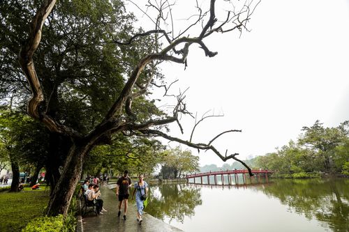 Hà Nội: Cận cảnh 3 cây sưa chết khô, nứt gốc bên hồ Gươm dự kiến sẽ chặt hạ