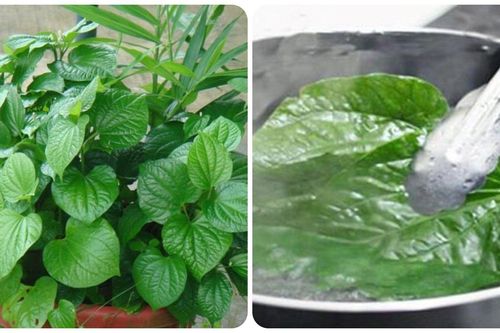 Uống nước lá lốt hàng ngày có tốt không?