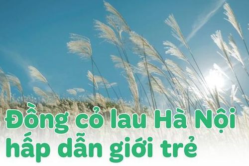 Những đồng cỏ lau đẹp nhất Hà Nội