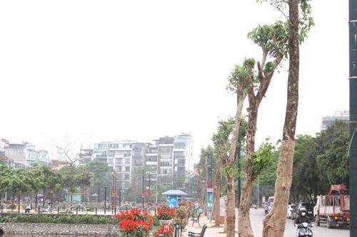 Vì sao quận Tây Hồ phải thay thế cây xanh trên đường rặng nhãn?