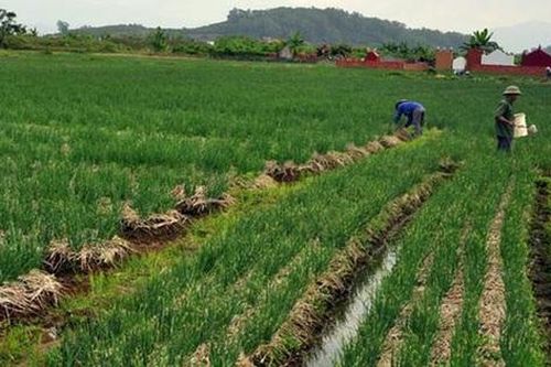 Các trường hợp được hỗ trợ khi thu hồi đất nông nghiệp