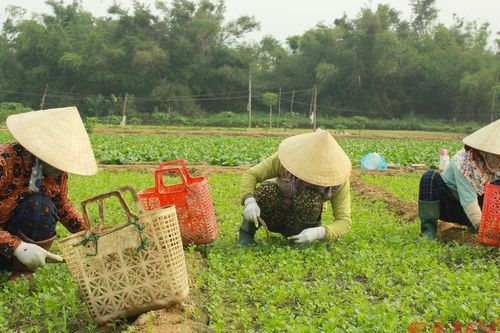 Quảng Ngãi: Rau rớt giá, nông dân lỗ nặng