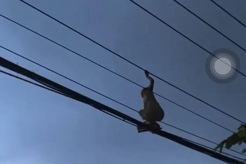 Hú vía cảnh người phụ nữ đi trên dây điện